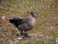 Image of: Stercorarius chilensis (Chilean skua)