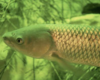 Image of: Ctenopharyngodon idella (grass carp)