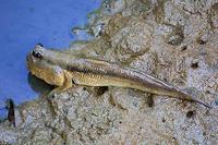 Image of: Periophthalmodon schlosseri (giant mudskipper)