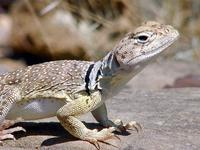 Image of: Crotaphytus collaris (collared lizard)