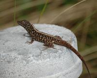 Image of: Norops sagrei (brown anole)