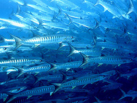 Pacific Barracuda - Sphyraena argentea