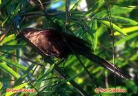 Brown Coucal - Centropus andamanensis