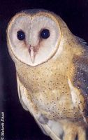 Barn Owl - Tyto alba