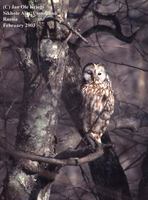 Ural Owl - Strix uralensis