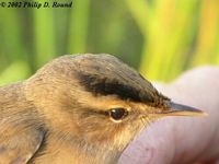 Black-browed Reed Warbler - Acrocephalus bistrigiceps