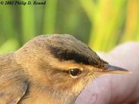 Black-browed Reed Warbler - Acrocephalus bistrigiceps