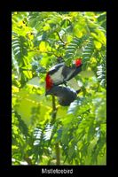Mistletoebird
