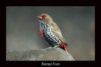 Painted Finch