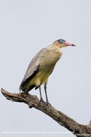 Whistling Heron - Syrigma sibilatrix