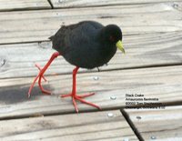 Black Crake - Amaurornis flavirostris