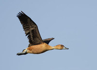 Fulvous Whistling-Duck (Dendrocygna bicolor) photo