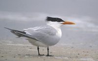 Royal Tern (Sterna maxima) photo