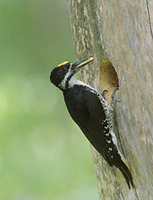 Black-backed Woodpecker (Picoides arcticus) photo
