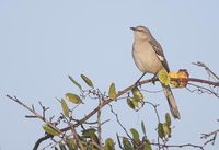 Northern Mockingbird (Mimus polyglottos) photo