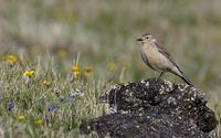 Buff-bellied (American) Pipit (Anthus rubescens) photo
