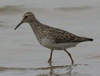 Pectoral Sandpiper - Calidris melanotos