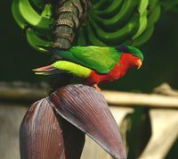 Kuhl's Lorikeet - Vini kuhlii