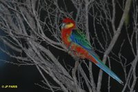 Western Rosella - Platycercus icterotis