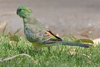 Red-rumped Parrot - Psephotus haematonotus