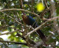 Chestnut-breasted Malkoha - Phaenicophaeus curvirostris
