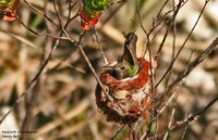 Hyacinth Visorbearer - Augastes scutatus