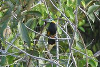 Golden-collared Toucanet - Selenidera reinwardtii