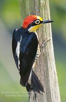 Yellow-fronted Woodpecker - Melanerpes flavifrons