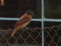 Crested Becard - Pachyramphus validus