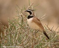 Temminck's Lark - Eremophila bilopha