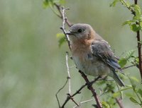 Eastern Bluebird - Sialia sialis