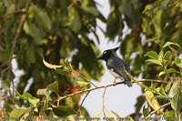 Black-and-white Shrike-flycatcher - Bias musicus