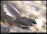 White-throated Fantail - Rhipidura albicollis