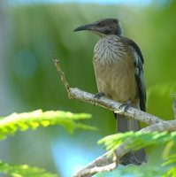 New Caledonian Friarbird - Philemon diemenensis