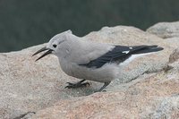 Clark's Nutcracker - Nucifraga columbiana