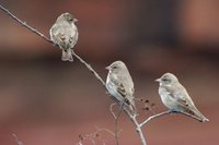 Chestnut-shouldered Petronia - Petronia xanthocollis