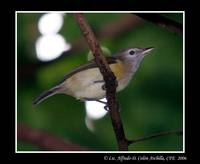 Puerto Rican Vireo - Vireo latimeri