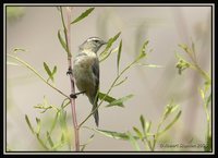 Cinereous Conebill - Conirostrum cinereum