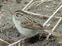 Clay-colored Sparrow - Spizella pallida