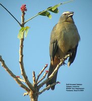 Grayish Saltator - Saltator coerulescens