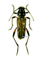 별가슴호랑하늘소 - Xylotrechus grayii