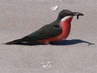 Rosy Bee-eater, Merops malimbicus