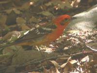 Flame-colored Tanager