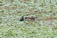 Spot-flanked Gallinule Porphyriops melanops