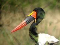 Saddle-billed Stork (Sadelnäbbstork) - Ephippiorhynchus senegalensis