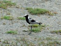 Blacksmith Plover (Smedvipa) - Vanellus armatus