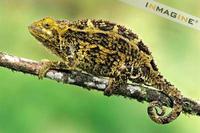 Virunga Chameleon photo