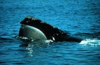 right whale at water's surface