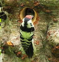 쇠오색딱다구리 (Lesser Spotted Woodpecker)