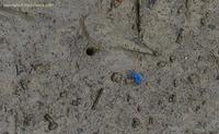 crab